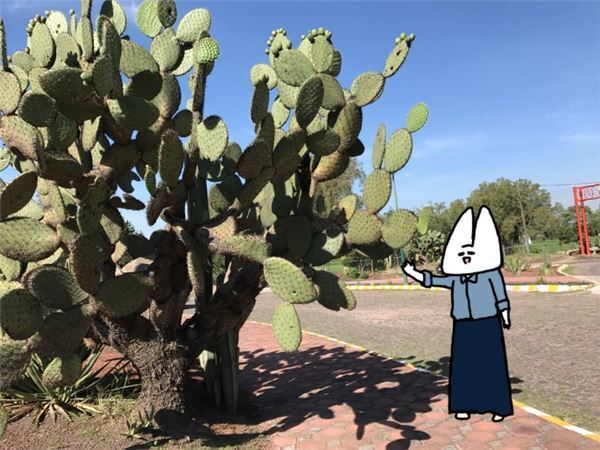 チョコレートごはんに皮付きアボカド！衝撃のメキシコ料理を食す！