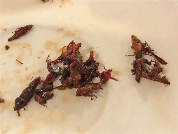 チョコレートごはんに皮付きアボカド！衝撃のメキシコ料理を食す！