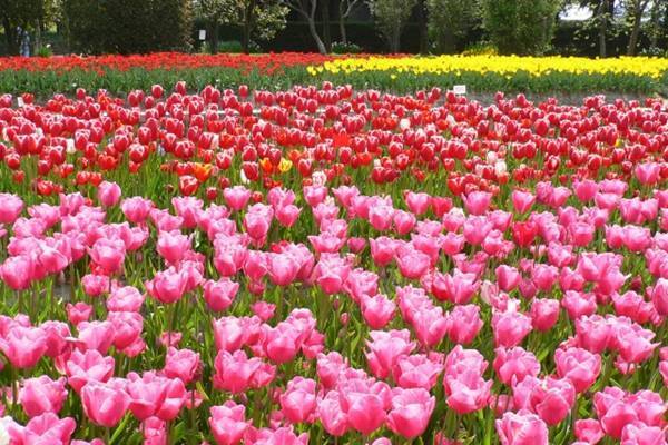 全国で2番目に住みやすい！「富山県砺波市」は何がスゴイのか