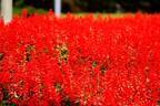 10月は秋の花畑がおすすめ！東京発“1万円以下の絶景旅”