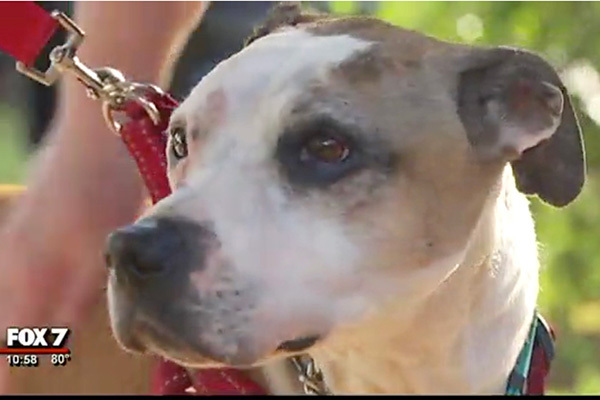 盗まれた介助犬、3年ぶりに故郷へ