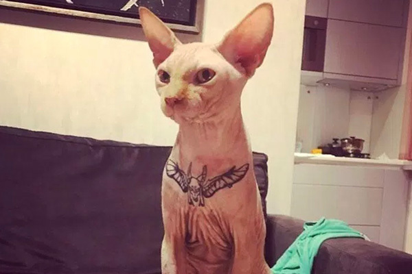 金髪ボディビルダー、飼い猫にタトゥーを入れて炎上中