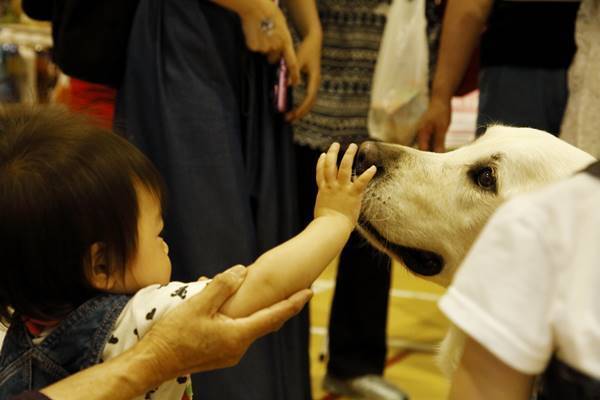 日本ではわずか2頭の活動…“ファシリティドッグ”の必要性