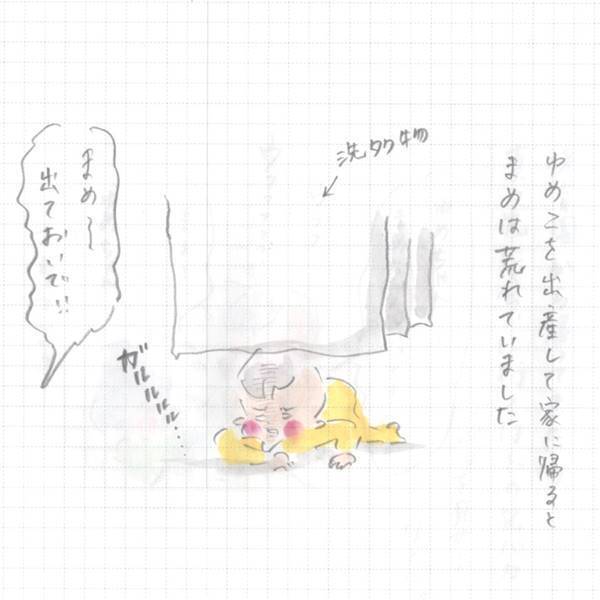 まめ、やはりゆめこにヤキモチを焼いていた 『まめ日和』第84回