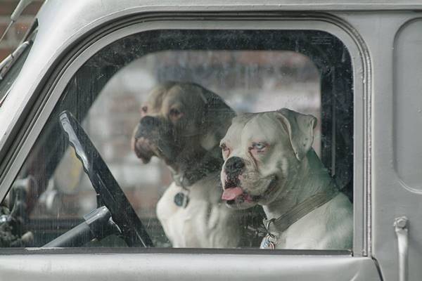 車の窓を割って仔犬を助けた男性、器物損壊罪で告訴