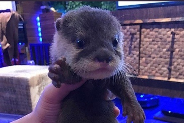 フォロワー71万人超！カワウソちぃたん☆がかわいすぎる
