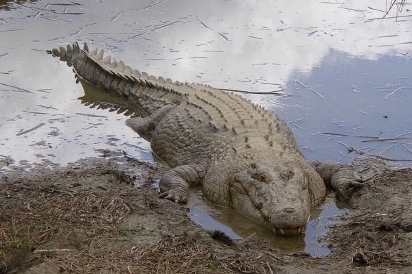 散歩中の女性、愛犬をかばいワニにかみ殺される