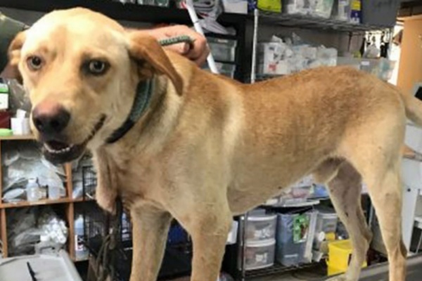 犬の首カラビナで痛めつけ…飼い主に約100万円の懸賞金