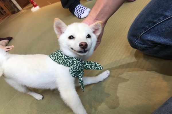 絶対に癒される「豆紫カフェ」「フクロウの森」が一つのビルに