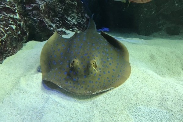 キンプリ平野が答えてくれた実家で飼っているエイの名前