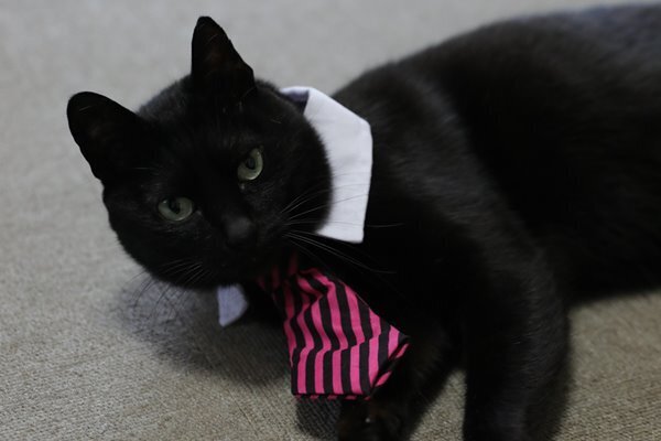 那覇市長選の裏で…「ニャハ市長選」を制した黒猫のクロチャン