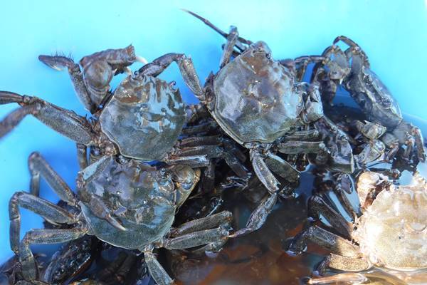 ふるさと納税“豪華返礼品”の狙い目はコレ！7月～12月決定版