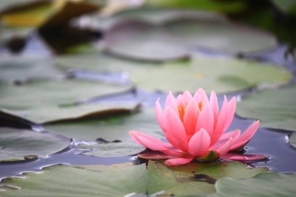 「慰めの言葉」にいちばん傷つく…「夫の死」乗り越える解決策