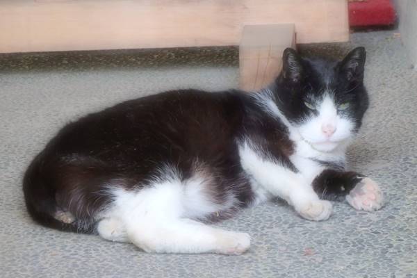 バレンタインジャンボ 1等3億円当せん呼んだ「天国の福ねこ」