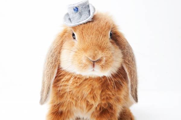 「うさぎは正義」漫画家＆FPが贈る“願いがかなう”生活習慣