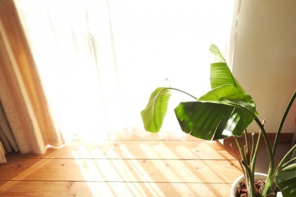 医師が伝授「朝にカーテンを開けよう。“冬うつ”の倒し方」