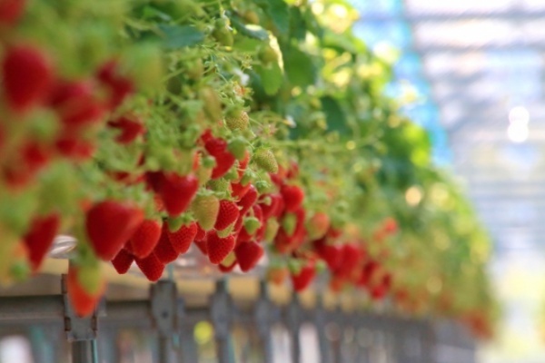 全国に点在する嵐の聖地 来訪者800倍になったスポットも