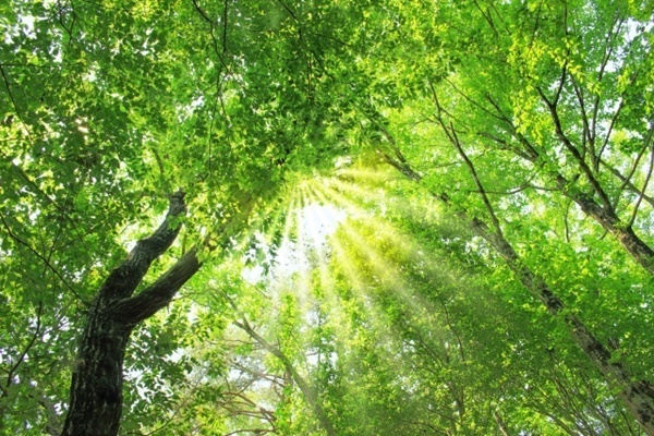 ストレス解消に効果！「樹木呼吸瞑想」でリラックスした時間を