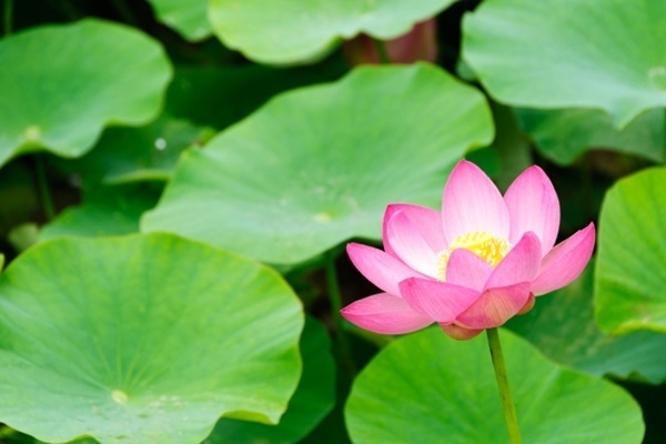 人間関係の悩みに疲れたら口に出したい“仏陀の言葉”とは