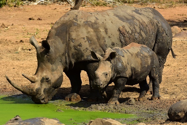 サイの密猟者、ゾウに殺されライオンの群れのエサになる