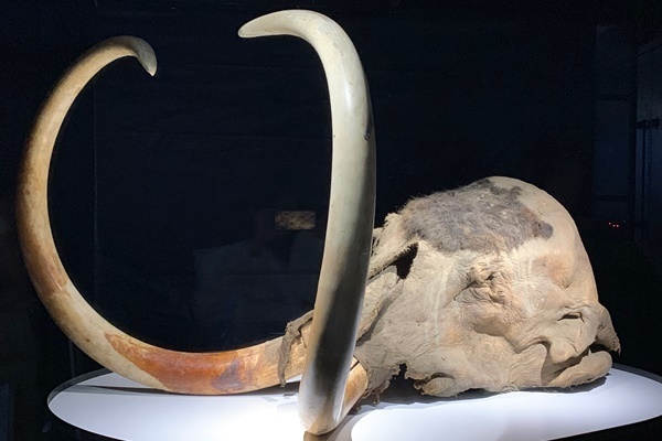 4万年前の死体が生々しい！お台場で「冷凍マンモス」に会える