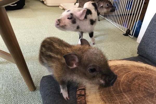 新たな癒しはブタちゃんに！「マイクロブタカフェ」を訪問