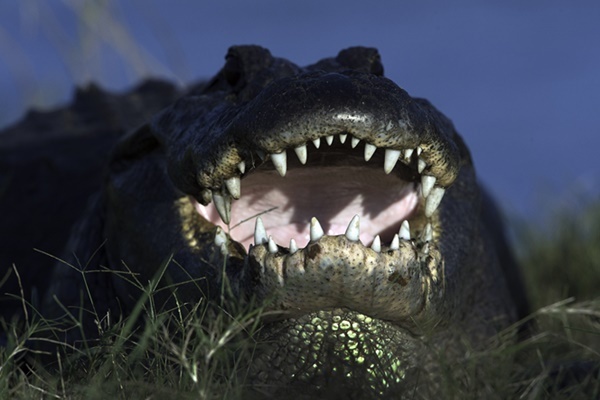 ワニが攻撃的に？「トイレに薬物流さないで」警察が呼びかけ