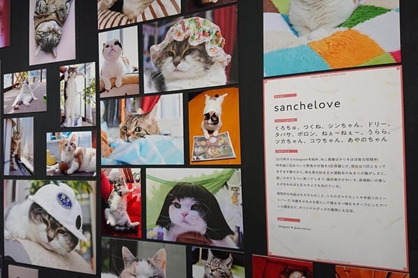 スター猫集結！「ねこ休み展 夏 2019」で超癒しのひとときを