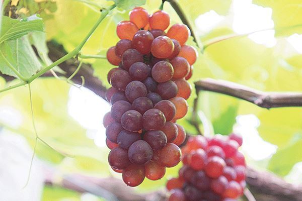 1万以下のお得すぎバス旅！松坂牛・イセエビ・アワビを食べまくり