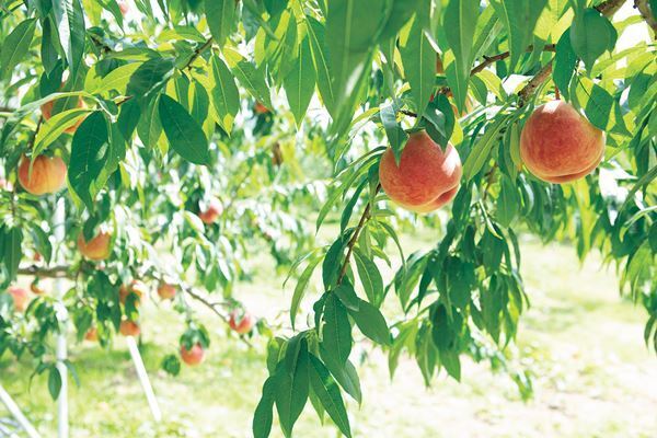 読モが写真映えドレスを体験！群馬バスツアーがロマンティックすぎる