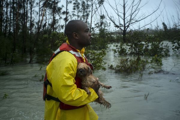 バハマで迷い犬の飼い主を探すボランティア（写真：AP/アフロ）