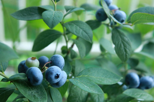 ブルーベリー持つ健康効果、心臓発作のリスク低下のデータも