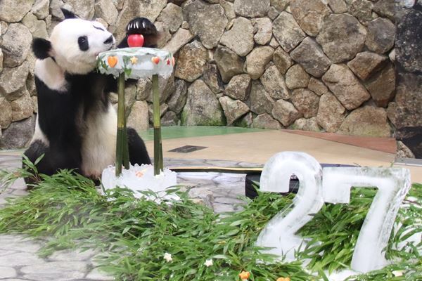 パンダ界のビッグダディ　子だくさんの秘訣はレディファースト