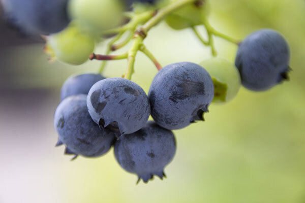 ブルーベリー、小松菜…医師すすめる「下肢静脈瘤」予防によい食材