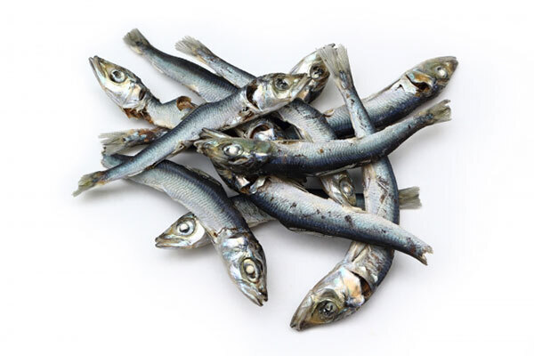 骨折予防のための食習慣に「煮干しだしが有効」と医学部教授