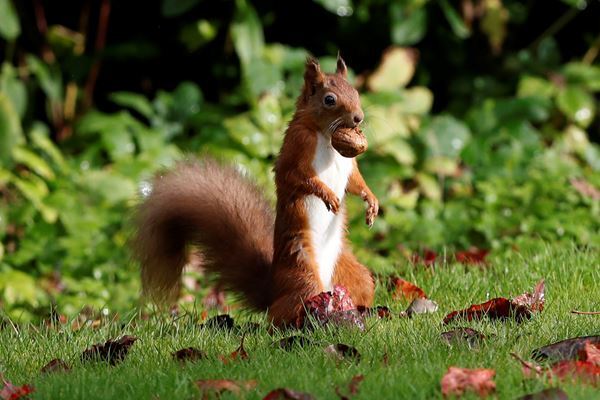 エンジンルームにリスがクルミを200個貯め…あわや大事故に