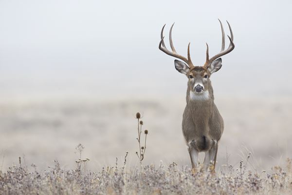 仕留めたはずのシカにハンターが襲われ死亡 米国