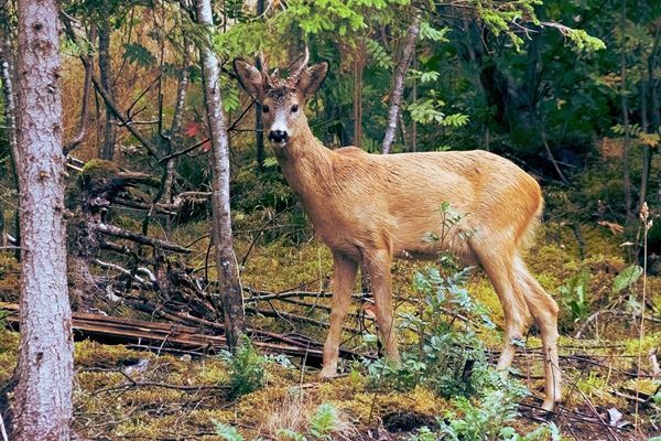 妊婦が犬に噛み殺される、死の直前夫に「怖い犬がいる…」と