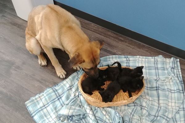 極寒の路上で保護された犬、5匹の子猫を守っていた