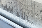 冬でも生える危険なカビ、暖かい家の窓際はアレルゲンの温床