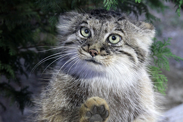 ガラス越しハイタッチ！那須どうぶつ王国「マヌルネコ」ポリー
