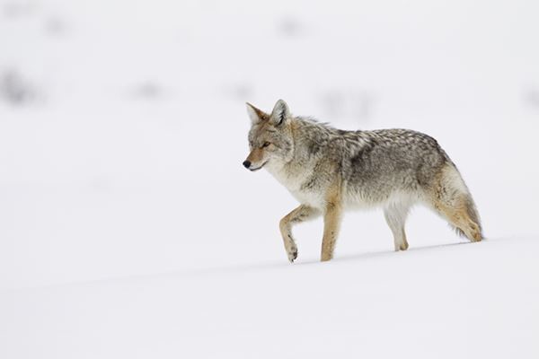 3人の子どもの父親 家族に襲いかかるコヨーテを素手で退治