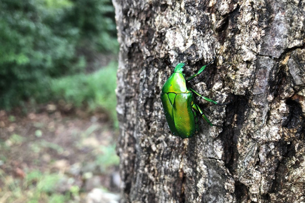 ヨーロッパではスーパーの棚に！健康にも環境にも良い昆虫食