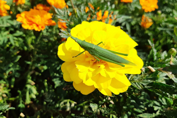 注文殺到する虫パフェ！タガメのオスはラ・フランスの香りが