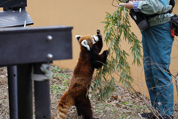 高齢化迎える動物園　レッサーパンダ風太くんは人間なら80代
