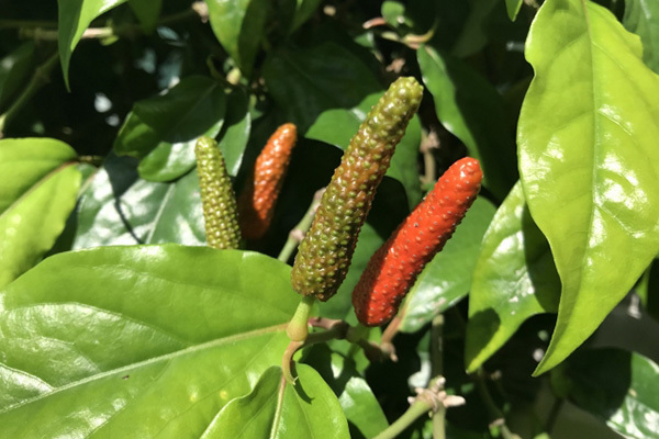 効果が科学的に立証「ヒハツ味噌汁」で体を内側から温める