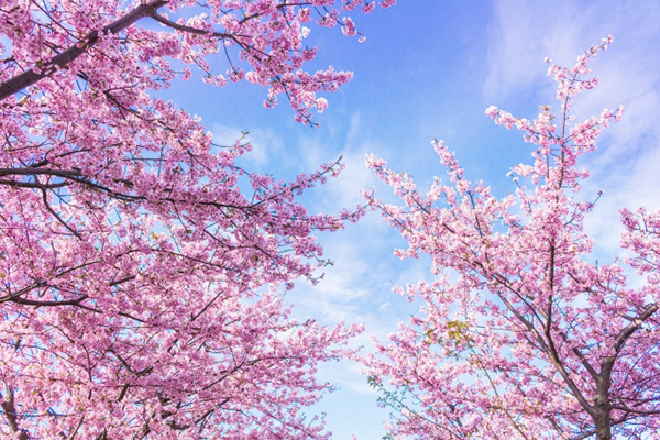 「大人っぽく見せたい！」なにわ男子 道枝が今春着たい服って？