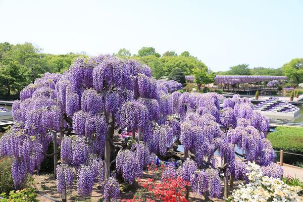 休園フラワーパークの貴重なショットをまとめて紹介