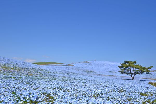 休園フラワーパークの貴重なショットをまとめて紹介
