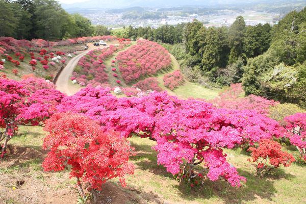 休園フラワーパークの貴重なショットをまとめて紹介
